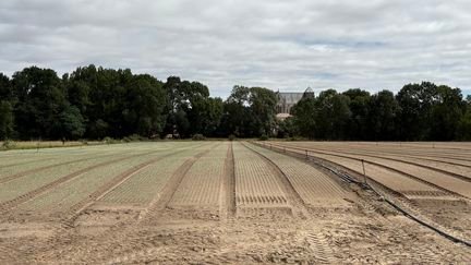Des semis de salade qui n'ont pas levé à cause de la chaleur, dans un champ à La Planche (Loire-Atlantique), en juillet 2026. (EDOUARD MARGUIER / FRANCEINFO / RADIO FRANCE)