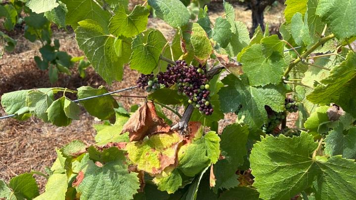 Des raisins grillés par le soleil dans les vignes du domaine du Château d'Amour, à Maisdon-sur-Sèvre (Loire-Atlantique), dans le vignoble nantais, en juillet 2026. (EDOUARD MARGUIER / FRANCEINFO / RADIO FRANCE)
