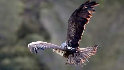 Une aigle de Bonelli, blessée par des plombs de fusil de chasse, relâchée après avoir été soignée par la Ligue de protection des oiseaux. (SYLVAIN THOMAS / AFP)