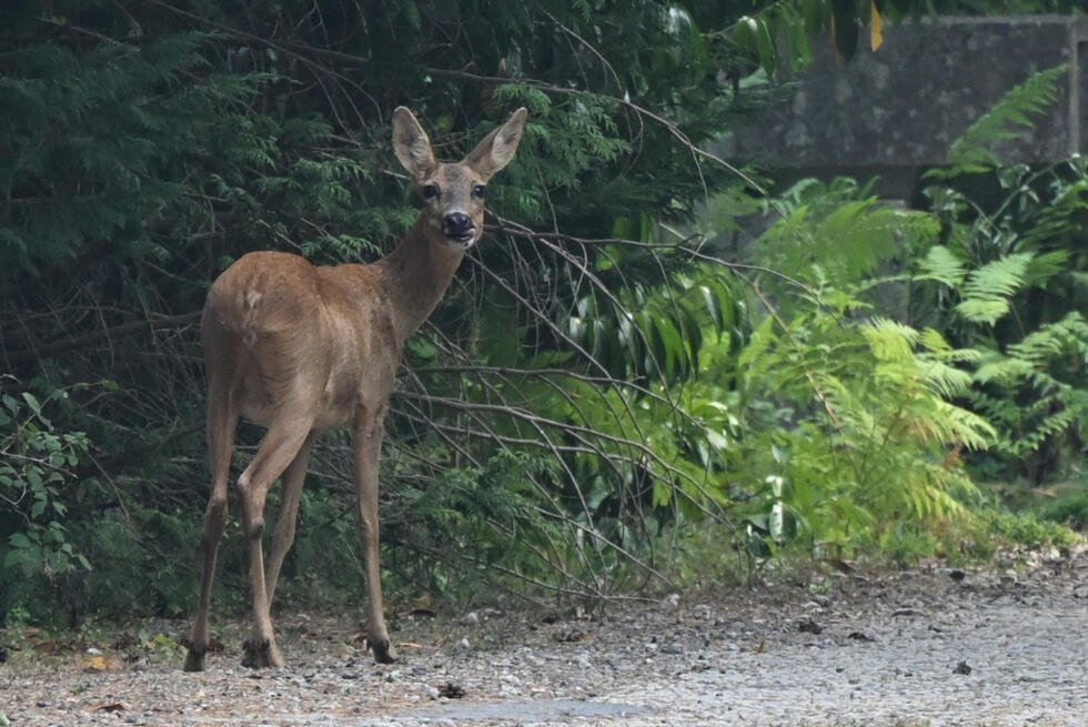 Un cerf photographié dans la région de la forêt de Fontainebleau, au sud de Paris, après les incendies, le mardi 14 juillet 2026.