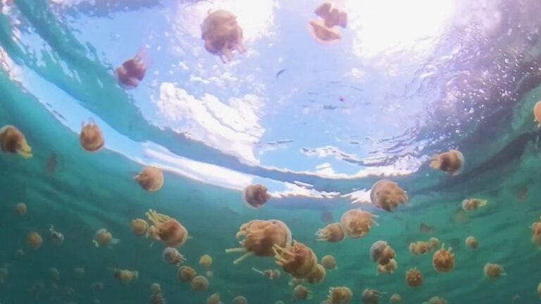 Baignade avec les méduses, grottes turquoise… Bucas Grande, l'île la plus secrète des Philippines