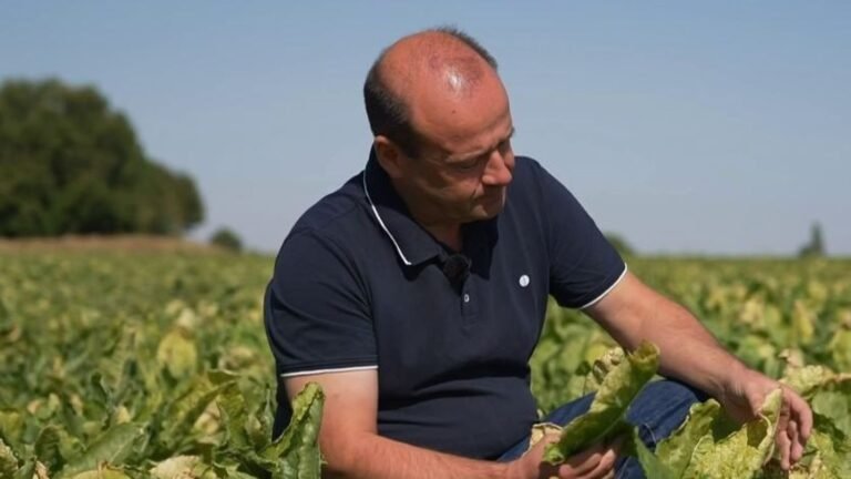 Betteraves, noisettes… des pesticides interdits pourraient faire leur retour temporaire