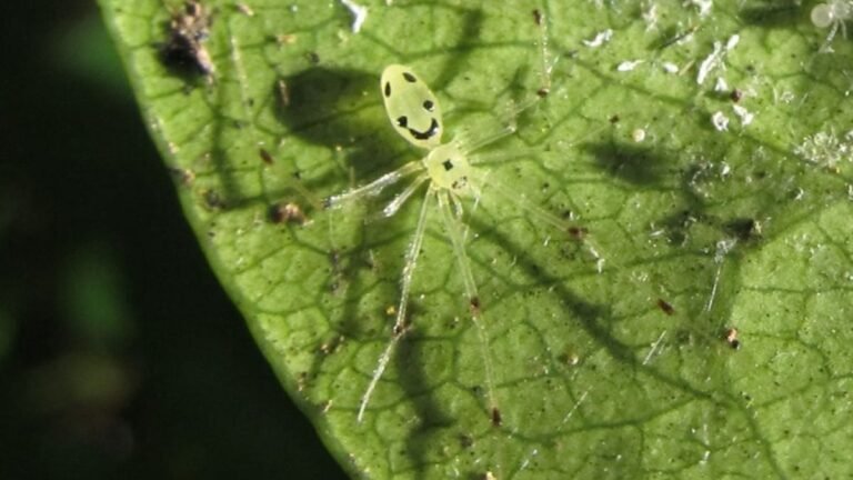 Cette créature n'était censée vivre qu'à Hawaï, des chercheurs viennent de la trouver… dans l'Himalaya