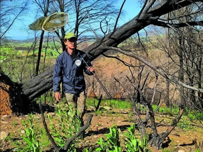 Dans l'Aude, la science au chevet des forêts incendiées