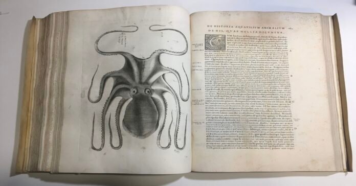 Découvrez un livre sur les poissons, imprimé à Rome en 1554