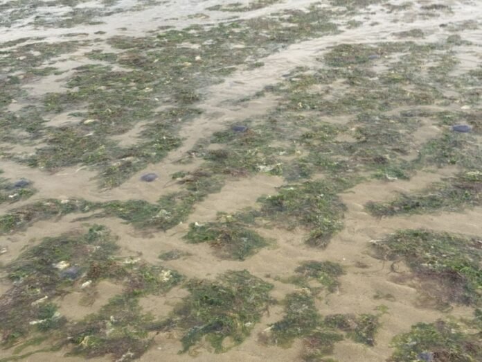Des centaines de méduses sur les plages du Calvados Des centaines de méduses sur les plages du Calvados