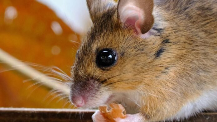 Des chercheurs ont filé de la cocaïne à des souris pour voir un peu ce que ça faisait