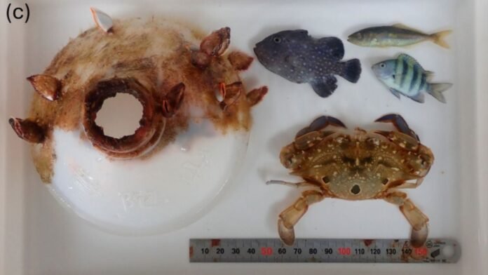 Des chercheurs ont résolu l'énigme de ce gros crabe piégé dans une toute petite bouteille