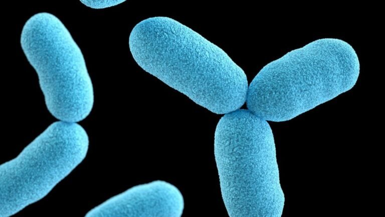 Des chercheurs ont trouvé comment rajeunir votre cerveau… grâce à une transplantation de selles