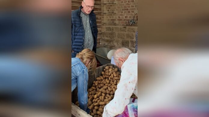 Des producteurs obligés de donner leurs pommes de terre