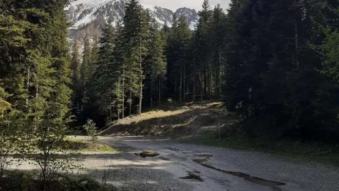 Disparitions en forêt de Boscodon 2/2 : La fin des questions ? Disparitions en forêt de Boscodon 2/2 : La fin des questions ?