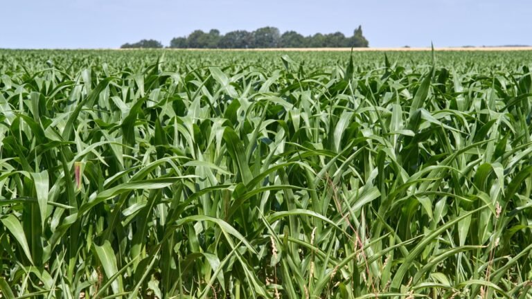 Elle produit à elle seule la moitié de tout le maïs de l'UE (et sans les normes): l'Ukraine est l'amie de l'Europe mais l'entrée dans l'UE de ce géant céréalier serait un "coup de grâce pour l'agriculture française"