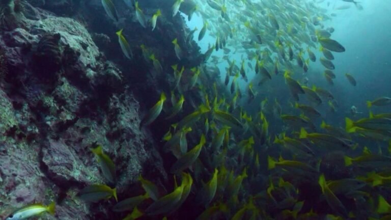 En Thaïlande, la richesse des fonds sous-marins de l'île de Koh Tao, prisée des plongeurs