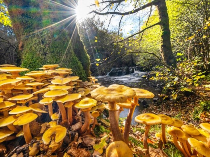 Et si les champignons n'avaient pas existé