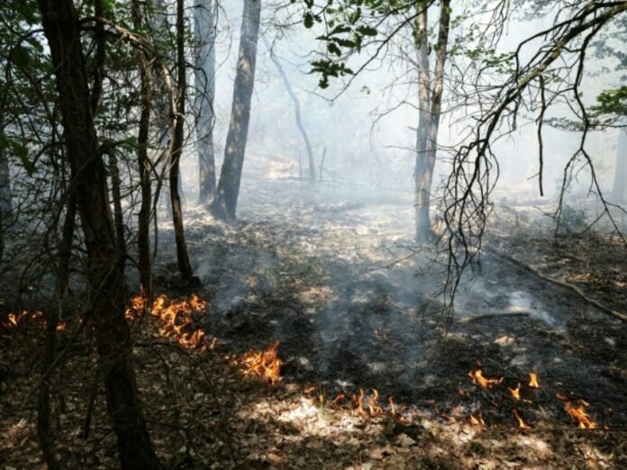 Fontainebleau: 500 pompiers et 2 canadairs luttent contre l'incendie Fontainebleau: 500 pompiers et 2 canadairs luttent contre l'incendie