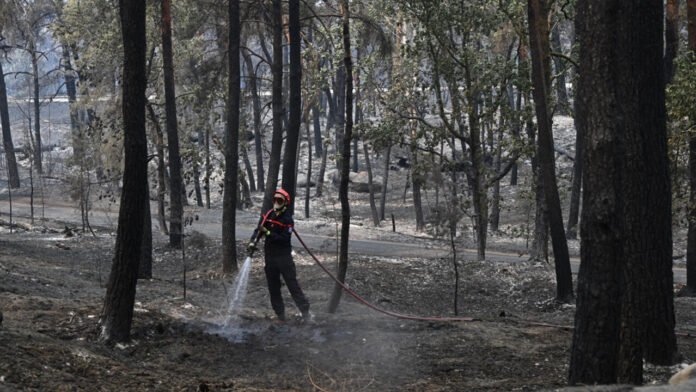 Forêt de Fontainebleau : ce joyau naturel frappé par un des pires incendies de son histoire