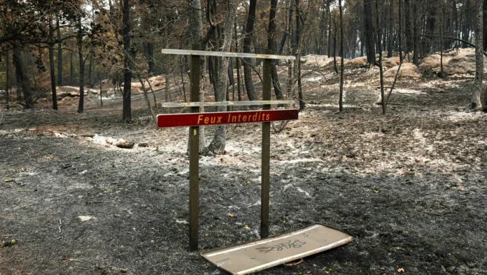 Forêt de Fontainebleau : comment la faune et la flore changent avec le climat et le feu