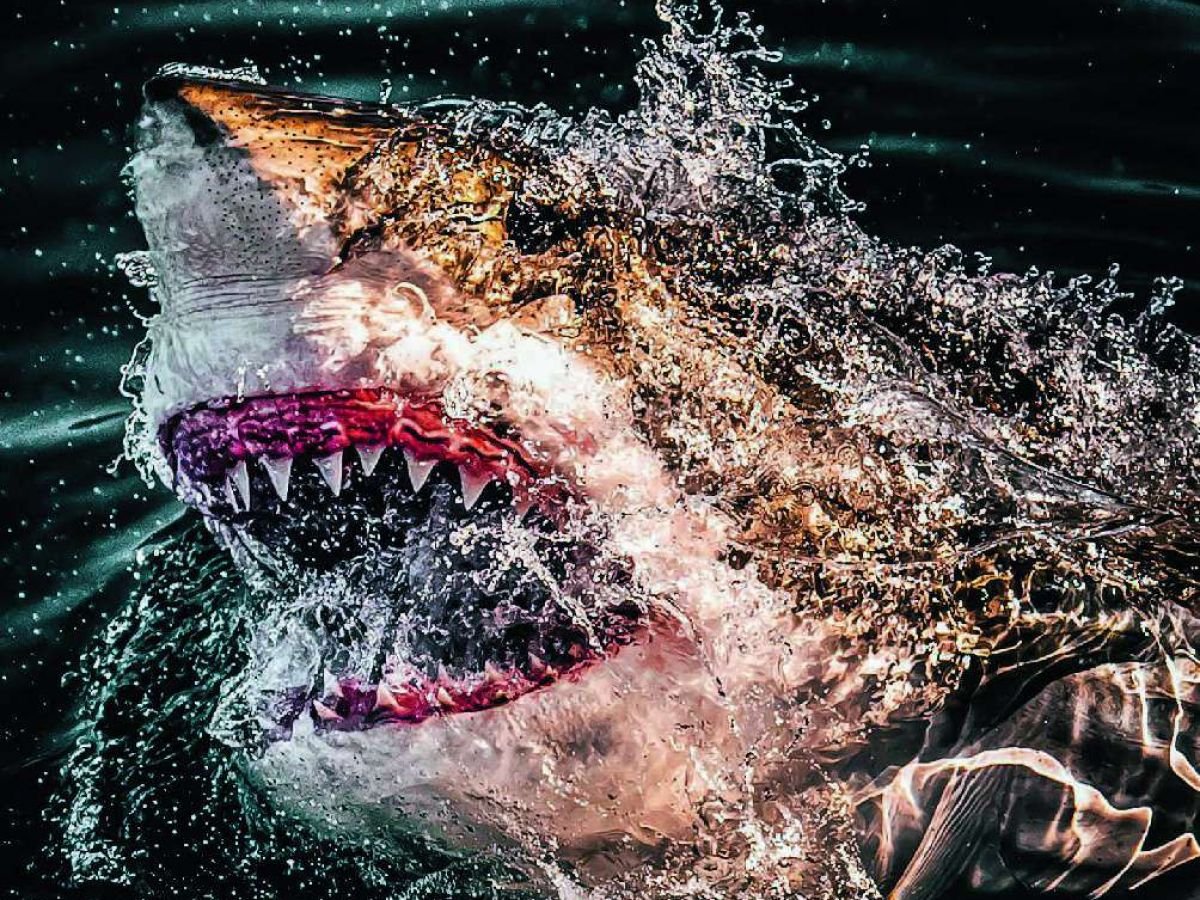 Grand requin blanc en Méditerranée : pourquoi il est devenu si rare