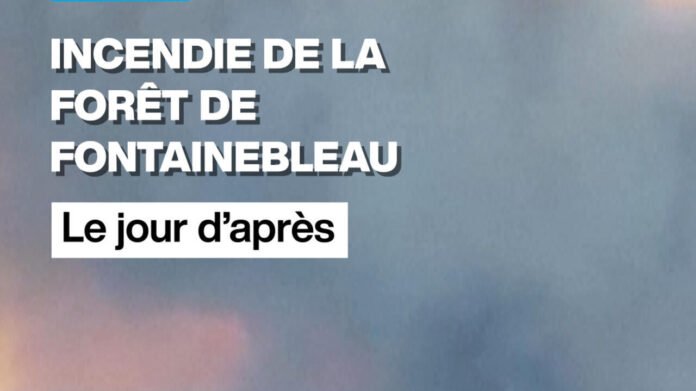 Incendies à Fontainebleau : une forêt marquée par le passage des flammes