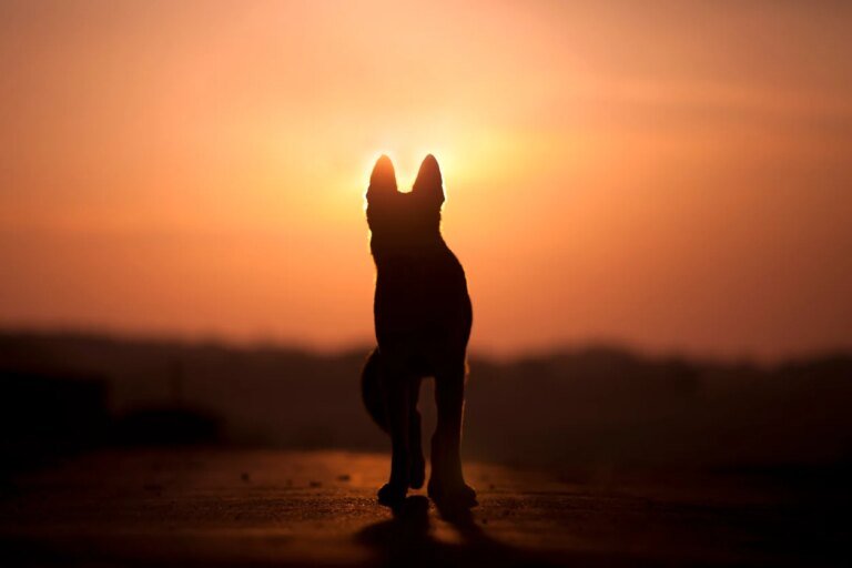 Incendies en Gironde et ailleurs : comment surmonter la perte ou l'abandon de son animal ?