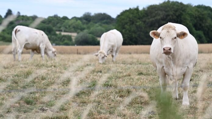 Incendies : la Confédération paysanne demande "des moyens pour sauver les fermes et prévenir les feux"
