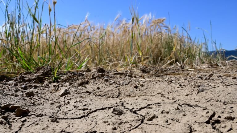 Jusqu'à 30% de pertes pour le maïs, entre 2,5 et 3 millions de volailles mortes: d'importants dégâts attendus pour l'agriculture française après la canicule