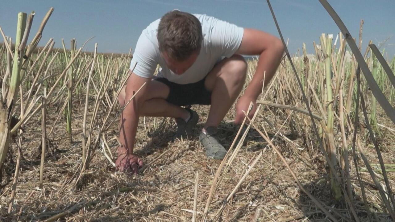 La canicule donne des sueurs froides aux compagnies d'assurance