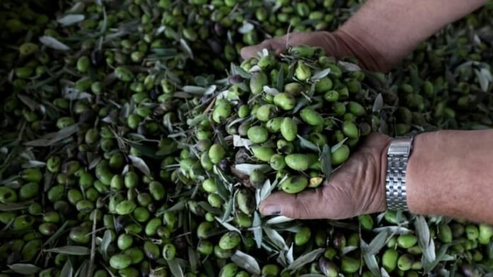 La crise est finie pour l'huile d'olive: le marché se stabilise et les prix baissent après des années très difficiles à cause de la sécheresse en Espagne