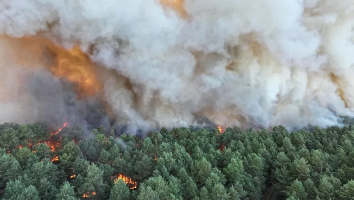 La forêt de Fontainebleau : nouveau départ de feu ce lundi