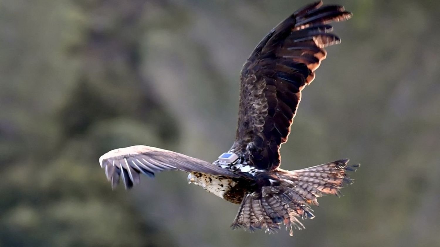 La loi d'urgence agricole "est une catastrophe", "un recul environnemental conséquent", déplore la Ligue de protection des oiseaux La loi d'urgence agricole "est une catastrophe", "un recul environnemental conséquent", déplore la Ligue de protection des oiseaux