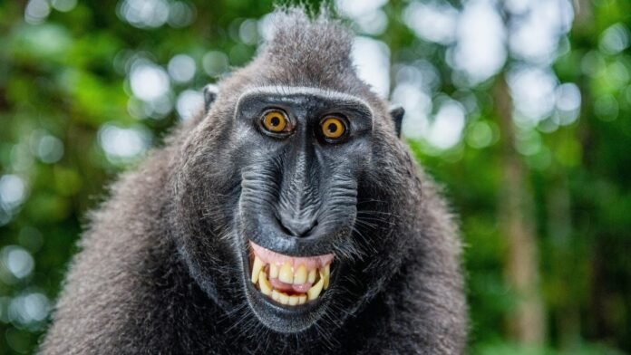 Les grands singes rient exactement comme nous et ça en dit long sur nos ancêtres