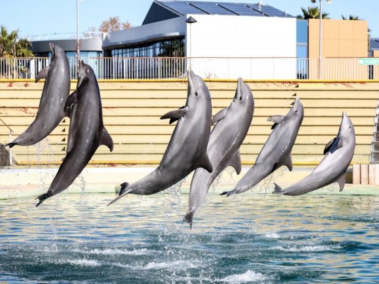 Marineland : les dauphins transférés dans un autre delphinarium