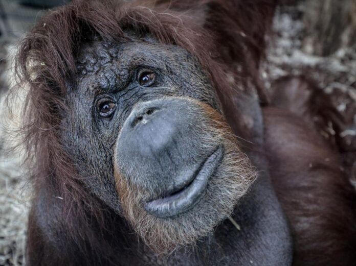 Nénette, un emblème pour les droits des primates
