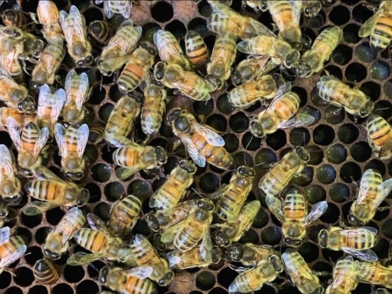 Pesticides : quand la reine des abeilles sacrifie ses oeufs