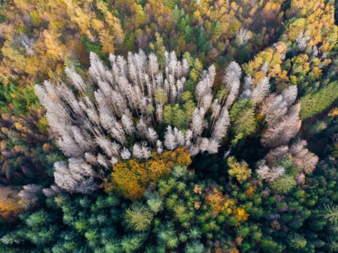 Plus aucun répit climatique pour les forêts françaises