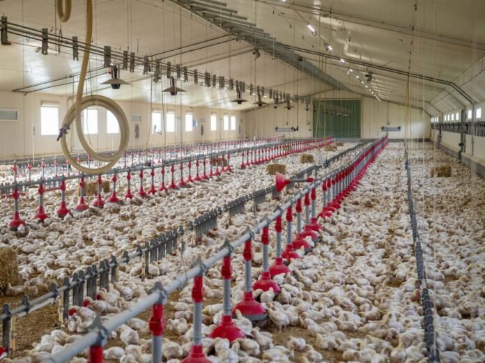 Pollution : une ONG recense les élevages en infraction, en plein examen de la loi agricole