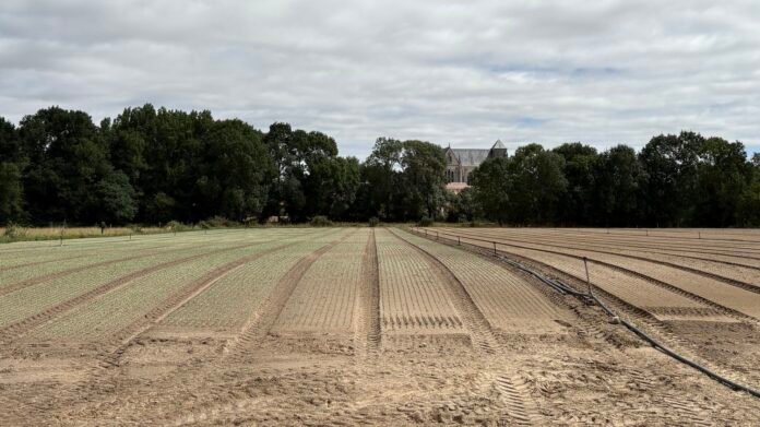 REPORTAGE. "Comme si on avait donné un coup de chalumeau" : en Loire-Atlantique, les cultures des viticulteurs et des maraîchers déjà grillées par la canicule