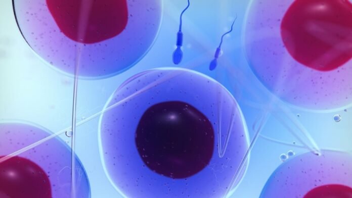 Ramollir les ovaires, la solution pour augmenter la durée de la fertilité? Ramollir les ovaires, la solution pour augmenter la durée de la fertilité?