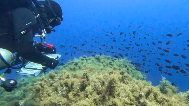 Scandola, joyau corse sous pression : la biodiversité face à l'afflux de touristes