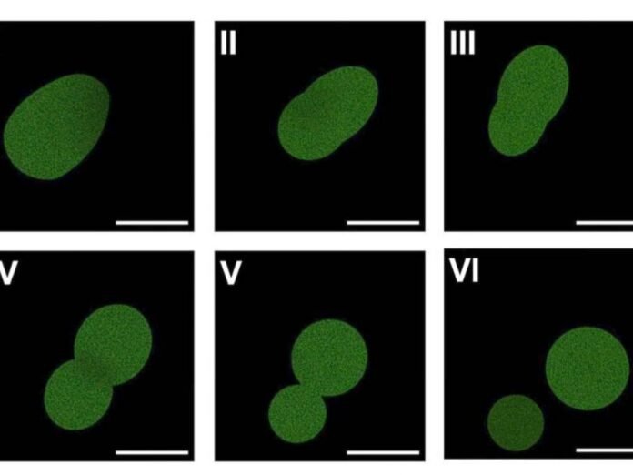 SpudCell, la cellule synthétique presque vivante