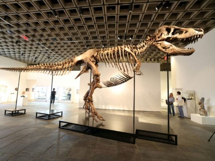 Un T-Rex parmi les mieux conservés présenté à New York avant sa vente