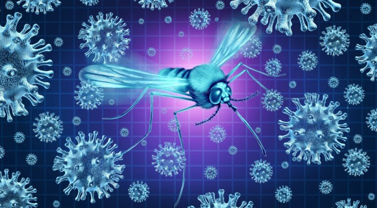 Un premier cas de virus du Nil occidental en France, détecté mi juillet