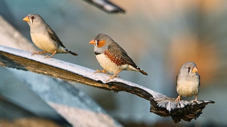 Une chercheuse décode le langage des oiseaux, une étape majeure vers la communication avec les animaux