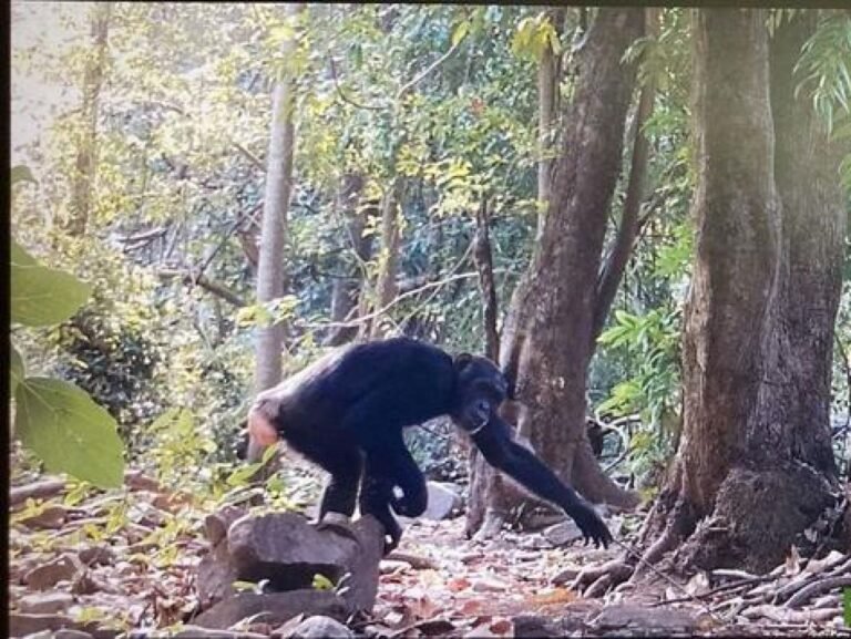 VIDEO. Comment les chimpanzés évitent les piqûres des fourmis légionnaires