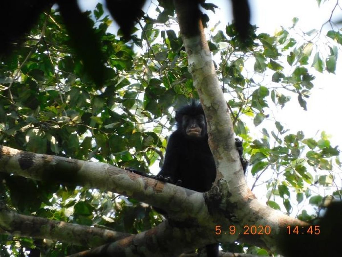 VIDEO : Une nouvelle espèce de singe découverte… et déjà menacée