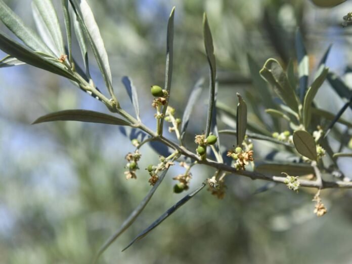 Vieux de 2250 ans, cet olivier produit encore des olives