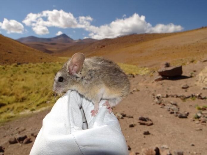Vivre à 6700m d'altitude : les secrets d'une souris