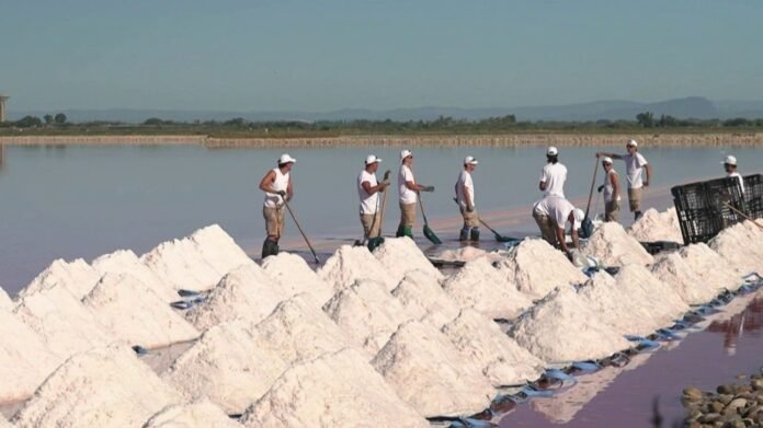 "Ça représente un petit peu notre ville et notre région" : la récolte de la fleur de sel attire les foules à Aigues-mortes "Ça représente un petit peu notre ville et notre région" : la récolte de la fleur de sel attire les foules à Aigues-mortes