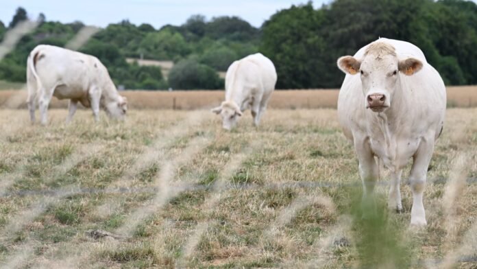 "L'herbe n'est même plus jaune, elle est blanche": face à la canicule qui grille les prairies, les éleveurs n'ont plus assez de fourrage pour nourrir les animaux, ils n'avaient "jamais connu ça"