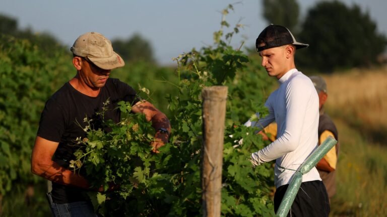 "Le raisin est en train de dépérir": les vignerons anticipent une "petite récolte" de vin à cause de la sécheresse et attendent impatiemment de l'eau